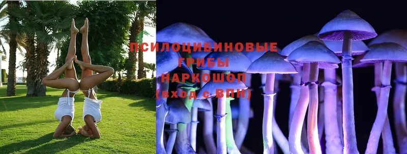 где можно купить   Олёкминск  Галлюциногенные грибы Psilocybine cubensis 